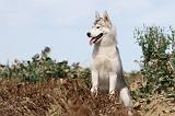 SIBERIAN HUSKY 307